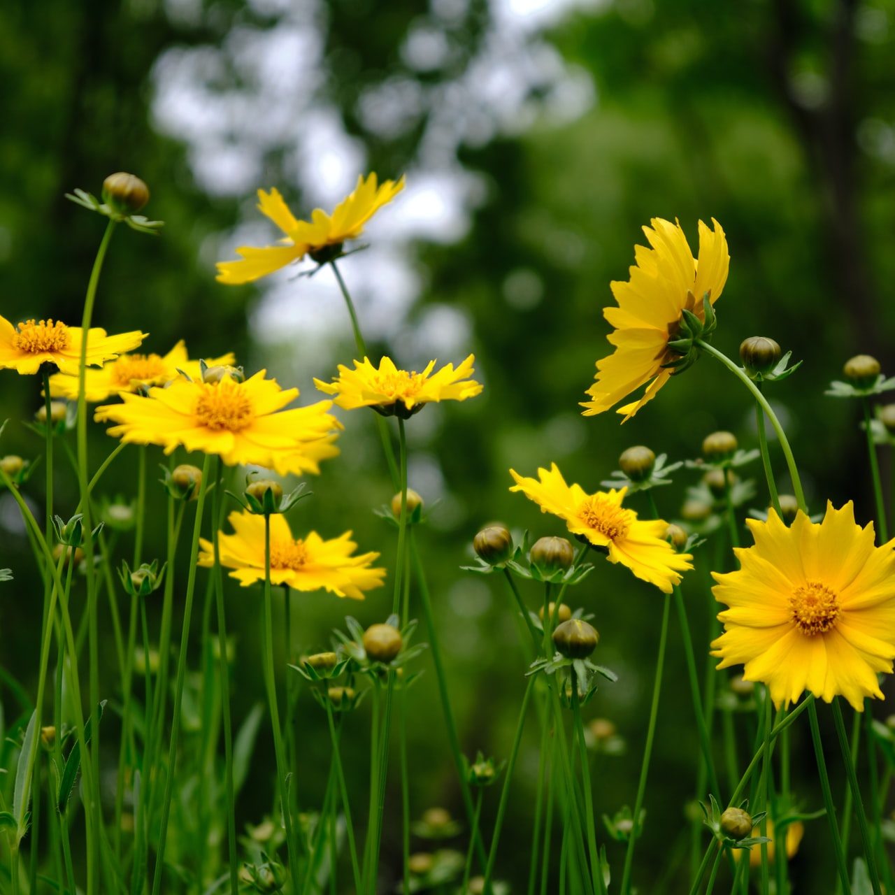 Keltaisia kukkia niityllä