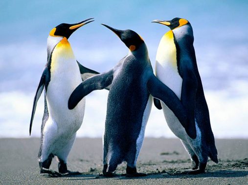 Kolme pingviiniä
